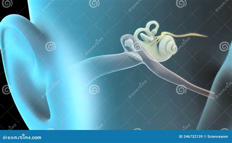 3d Human Ear Anatomy System Stock Illustration Illustration Of Middle