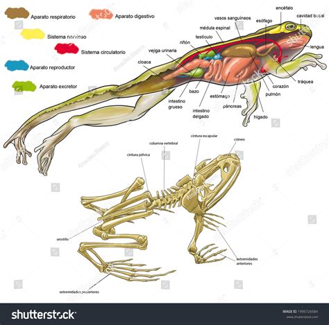 Zoology Amphibians Anures Frog Internal Anatomy Stock Illustration