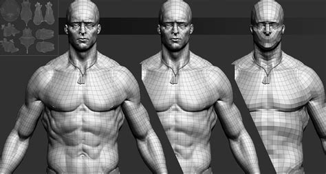 The following is an overview of the male reproductive anatomy: Male Human Anatomy Base Mesh Package 3D Model OBJ ZTL - CGTrader.com