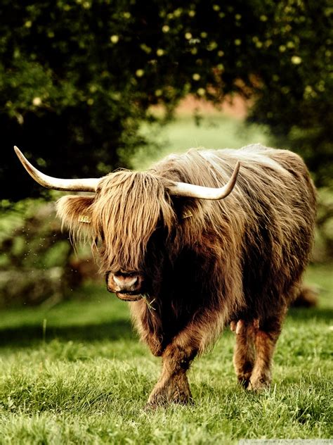 Download Animal Mobile Wallpaper Gallery