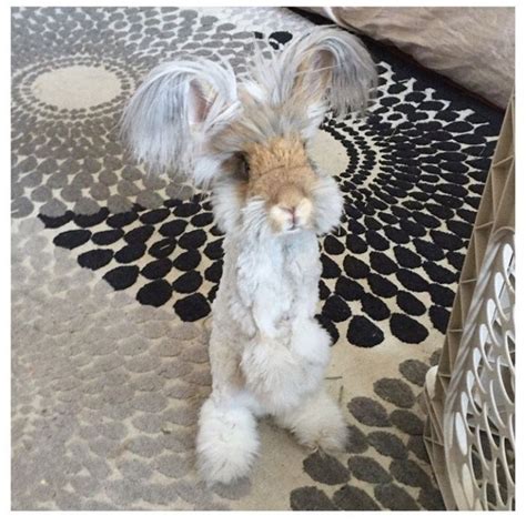 Pin By Sherree Albers On Cutie Patooties ☺️ Angora Bunny Cute