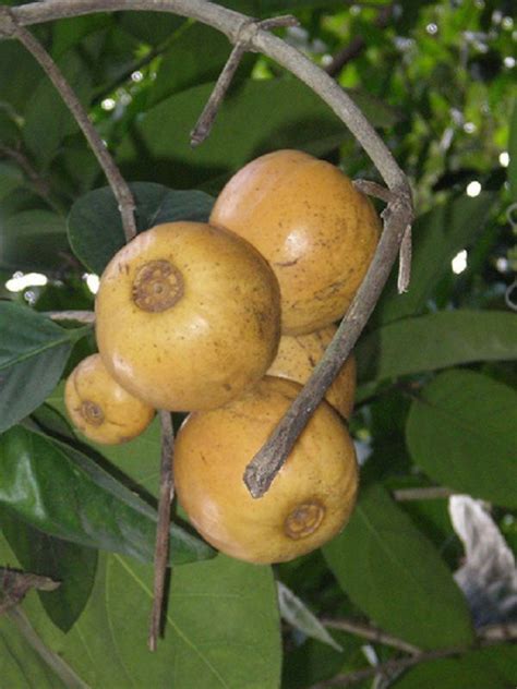 Polynesian Produce Stand Monkey Apple Posoqueria Latifolia Perfume