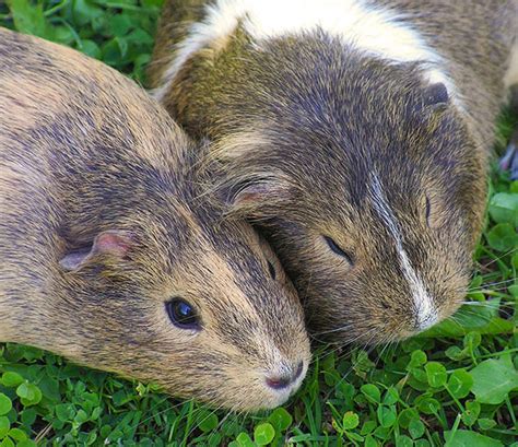 You've decided that rats are the right pets for you, and small dog names unusual dog names great dog names creative dog names dog names ideas fun dog names unique pet names female puppy. 250+ Names for Guinea Pigs - Male, Female & Pairs - Exotic ...