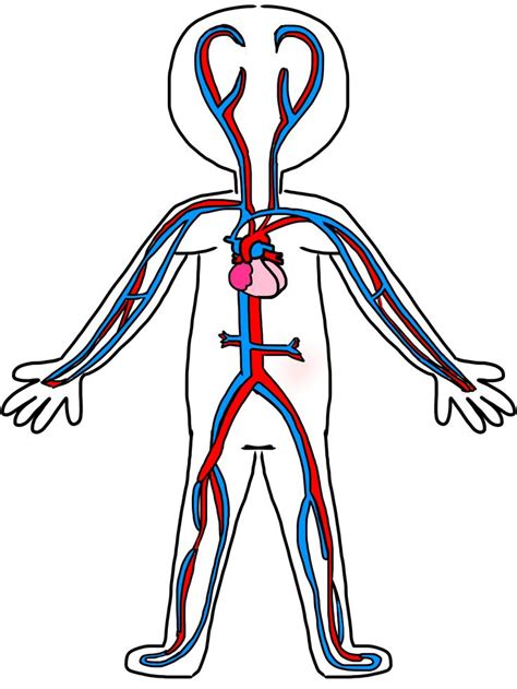 Circulatory system transparent png pic | Circulatory system for kids