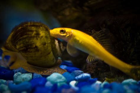 9 Best Algae Eaters For Freshwater Aquariums Clubfauna