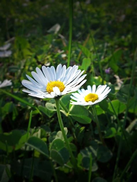 Fiori tipo margherita con 7 petali tondeggianti. margherite | Margherite, Fiori, Natura