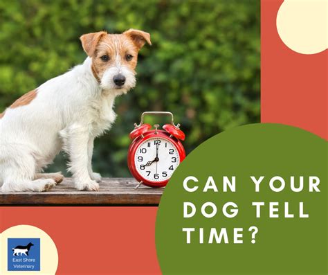 How Do Dogs Tell Time
