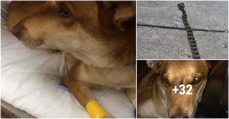 Snake Biting Dog Had To Be Hospitalized Because It Was Too Poisonous