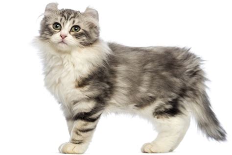 10 Most Dog Like Cat Breeds