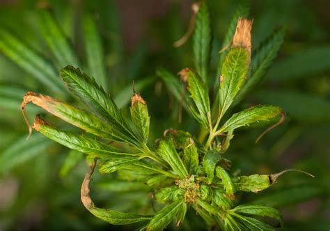 How To Spot And Correct A Boron Deficiency In Cannabis
