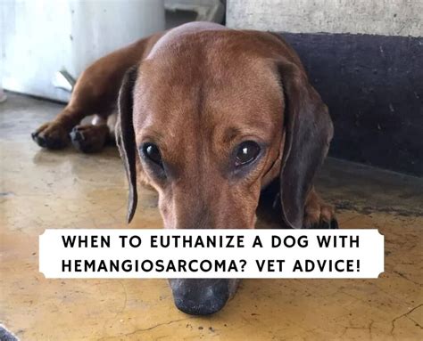When To Euthanize A Dog With Hemangiosarcoma Vet Advice We Love Doodles