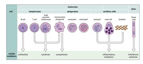 Introduction To The Immune System Oncohema Key