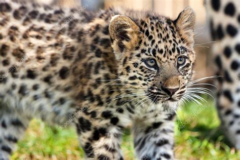 Close Up Of Cute Baby Amur Leopard Cub — Stock Photo © Scheriton 13832298