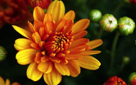 Flowers Chrysanthemum Orange Color Autumn Blossoming 4k Hd Desktop