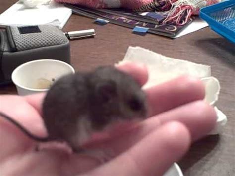 Maybe you would like to learn more about one of these? Baby Field Mouse - YouTube