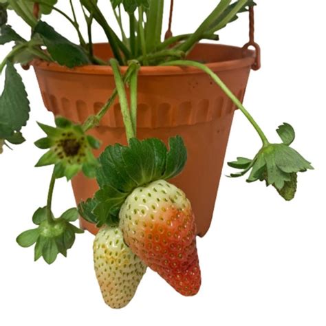 Strawberry Plant Fragaria Ananassa