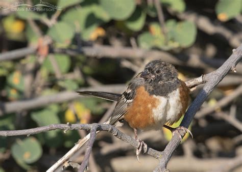 Molting Juvenile Spotted Towhee On The Wing Photography