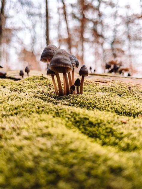 Georgia Shrooms Mushroomhunting