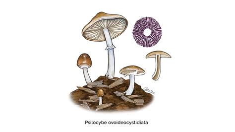Psilocybe Ovoideocystidiata Salish Mushrooms