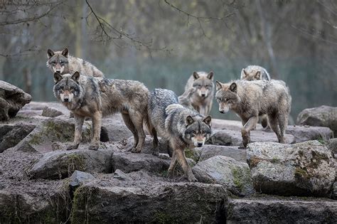 Gray Wolf Habitat Dens