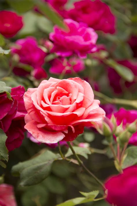 The subject and verb agree in number. Fun Facts About Roses - Things You Didn't Know About Roses