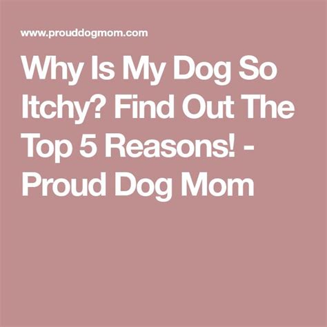 Why Is My Dog So Itchy Find Out The Top 5 Reasons Proud Dog Mom