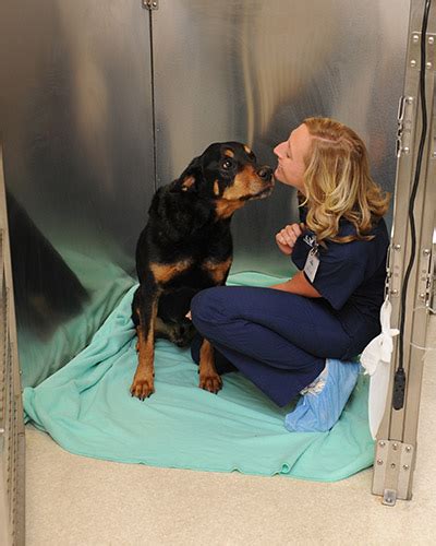 What Is A Veterinary Specialist Las Vegas Veterinarian Las Vegas