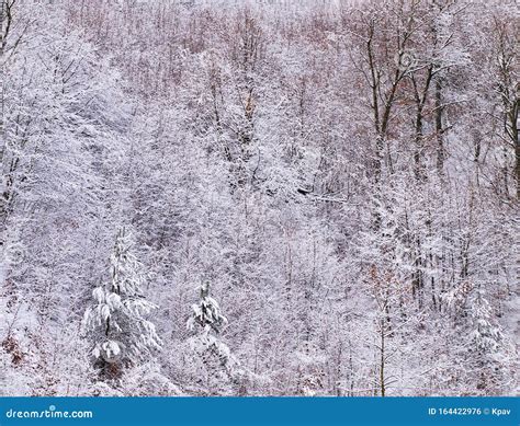 Close Up To Snow Covered Frozen Trees In A Spruce Forest Stock Photo