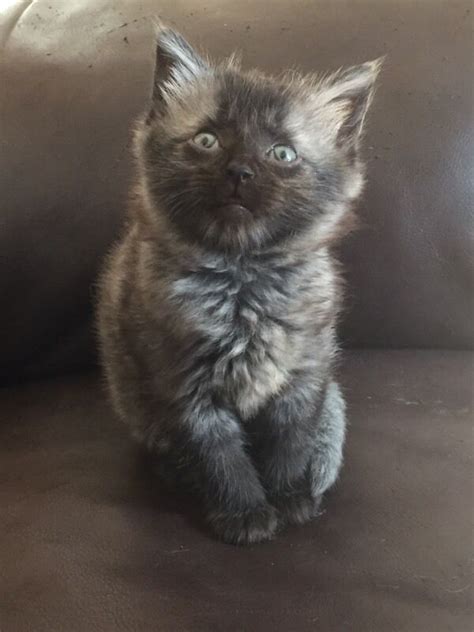 So, of you like the look of any of the cat trees below, snap. Russian blue X Maine Coon | in Hull, East Yorkshire | Gumtree