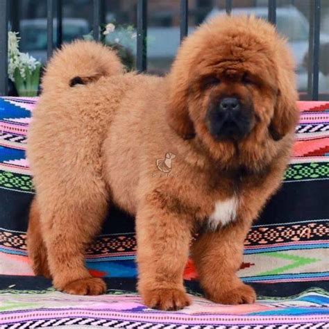 Tibetan Mastiff For Sale Tibetan Mastiff For Sale Near Me Dav Pet Lovers