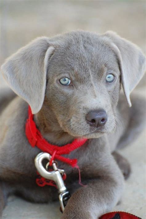 They have a chocolate & a small light yellow that have blue eyes. CUTE ALERT! 16 Of The Cutest Labrador Puppy Pictures Ever ...