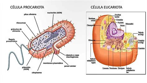 Semejanzas y diferencias entre célula Eucariota Y Procariota Mind Map