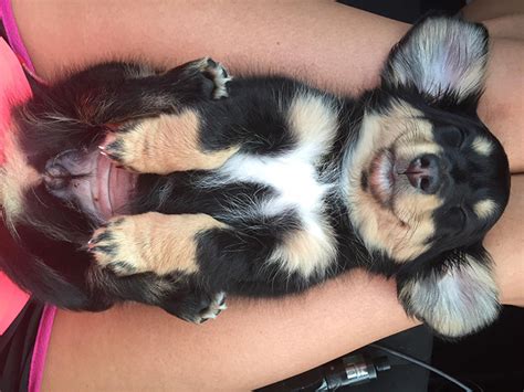 people share pics of puppies sleeping in strange positions and there s nothing more adorable