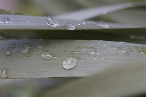 Download Free Photo Of Grassdewraindropdripdewdrop Grass From