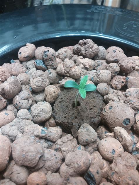 When starting your garden, you'll have two options: Seedling has no true leaves | Grasscity Forums - The #1 ...