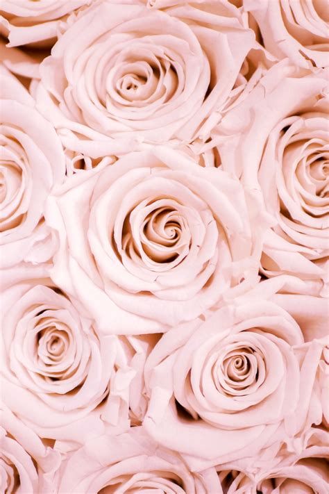 We did not find results for: Our Story - RED GOLD London | Wallpaper iphone roses, Rose ...