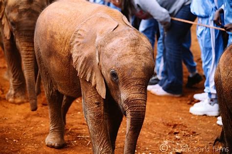 Little Orphan Elephants In Kenya As Her World Turns