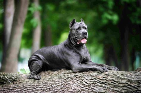 Check spelling or type a new query. Black Dog Breeds - Top 6 Adorable Black And White Dog Breeds With Names
