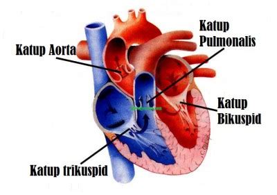 We did not find results for: Anatomi Tubuh Black Nurse: anatomi jantung