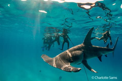 Behind The Scenes At Bimini Sharklabunderwater Photography Guide
