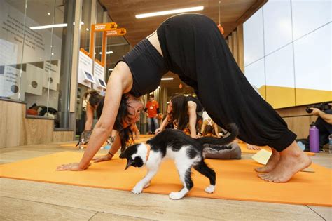 Screw Cat Yoga — Kitten Yoga Is Here And Its Adorable