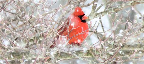 Winter Northern Cardinal Photo By Virginia State Parks Be Your Own