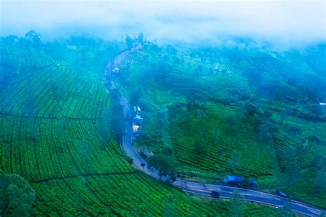 Premium Photo Foggy Morning Above Tea Plantation And A Road