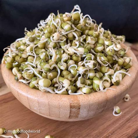 How To Grow Thick Mung Bean Sprouts MyGoodFoodWorld