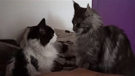 Maine Coon Cat Black Silver Hélios Loves To Play All Time With Angel