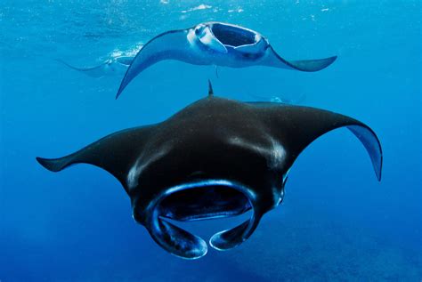 Giant Oceanic Manta Ray Size Comparison Rewardjoker