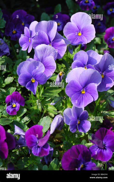 Pansies Viola Purple Stock Photo Alamy