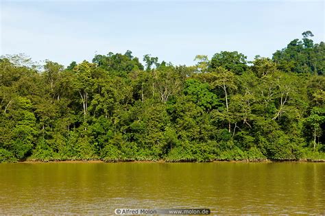 Escaping survival from asia's amazon (1st half), 24 hours surival on garbage island (2nd half) members: Photo of Riverbank with dense jungle. Kinabatangan river ...