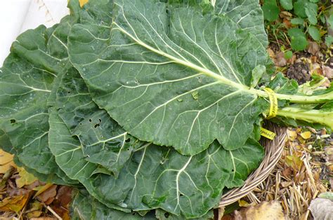 The history and use of collard greens. Collards | Recipes from Nash's Organic Produce