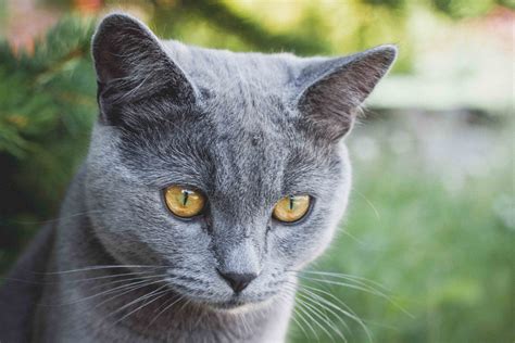 The russian blue cat's plush, silver fur and vivid green eyes will captivate you, and her sensitive nature will capture your heart. Russian Blue Cat · Free Stock Photo